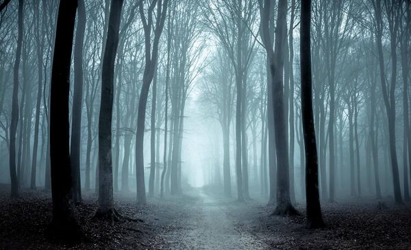 Foto: Fußweg durch einen Buchenwald an einem nebligen Wintermorgen