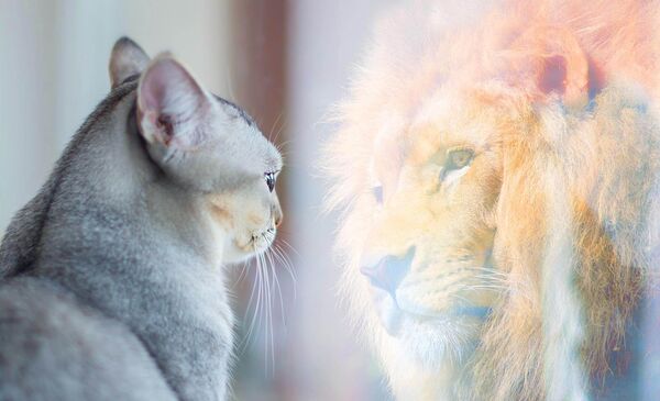 Foto: Katze schaut in den Spiegel und sieht sich als Löwe (Selbstwertgefühl oder Wunschkonzept)