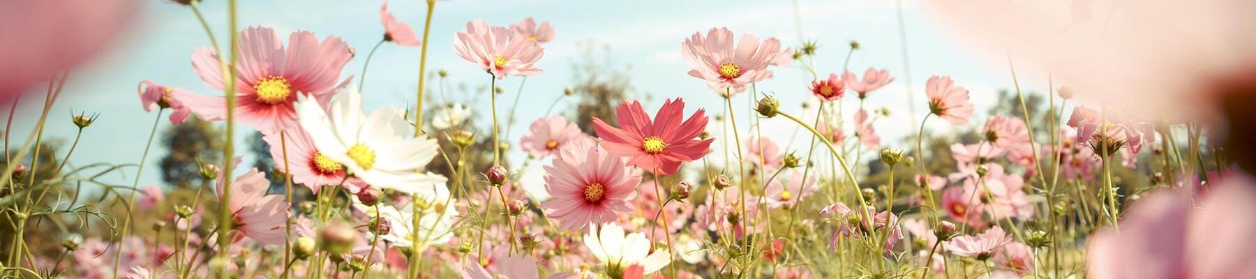 Foto inmitten einer Blumenwiese