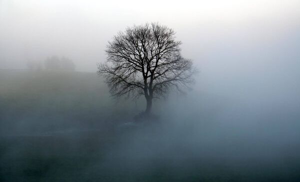 Foto: Baum im Nebel