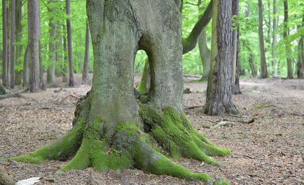 Grüner Baum im Wald