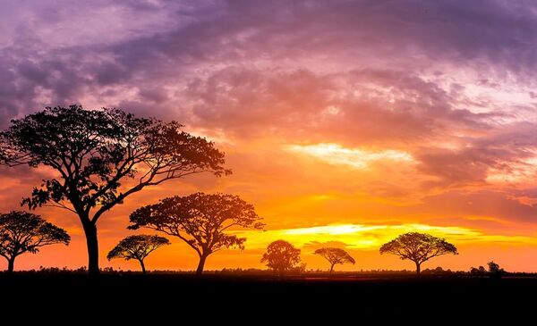 Foto von Moringa-Bäumen vor Sonnenuntergang