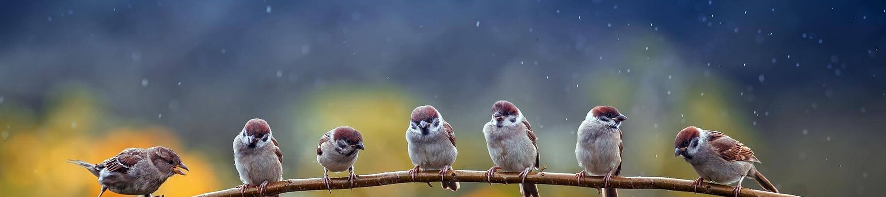 Foto: 7 Spatzen, die im Regen auf einem Ast sitzen