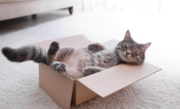 Entspannte Katze in einem Karton