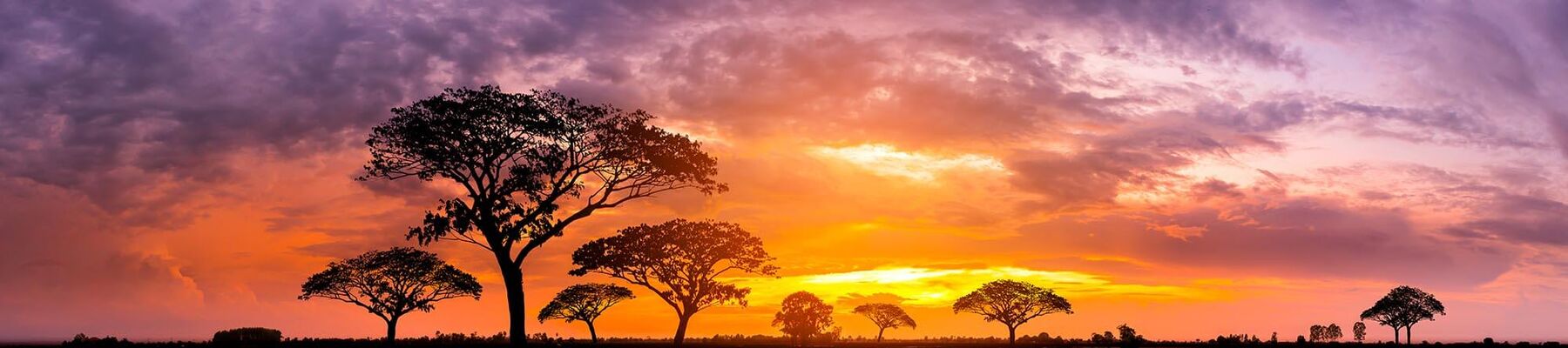 Foto von Moringa-Bäumen vor Sonnenuntergang